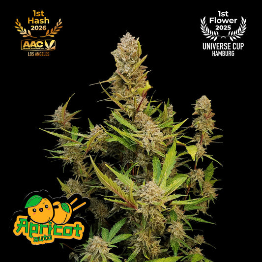 Apricot Auto Feminized Seeds | FastBuds