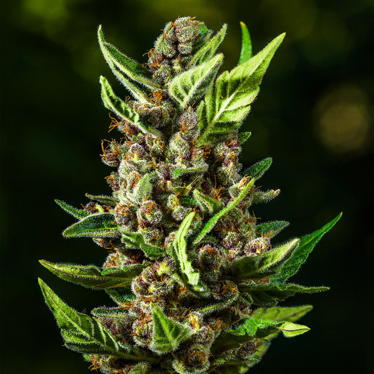 Tropicana Cookies Auto Feminized Seeds | FastBuds