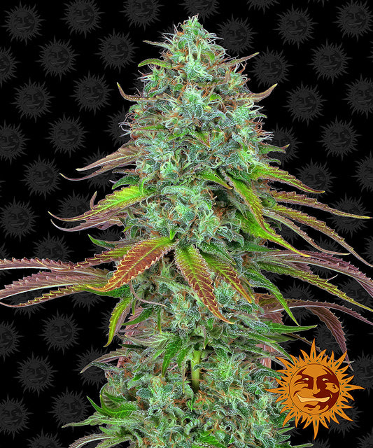 barneys farm lsd auto cannabis plant