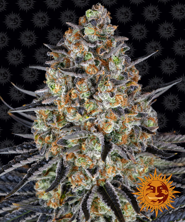 barneys farm lsd feminized cannabis plant