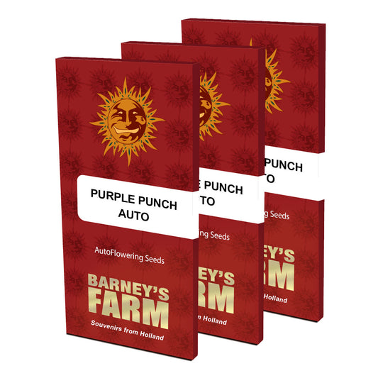 Barneys farm purple punch autoflower cannabis seeds